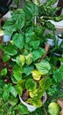 Green betel leaf (Piper betle L.)ÃÂ in a white pot